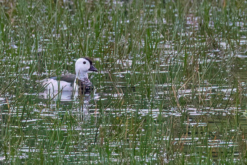 Cotton Pygmy Goose (m)