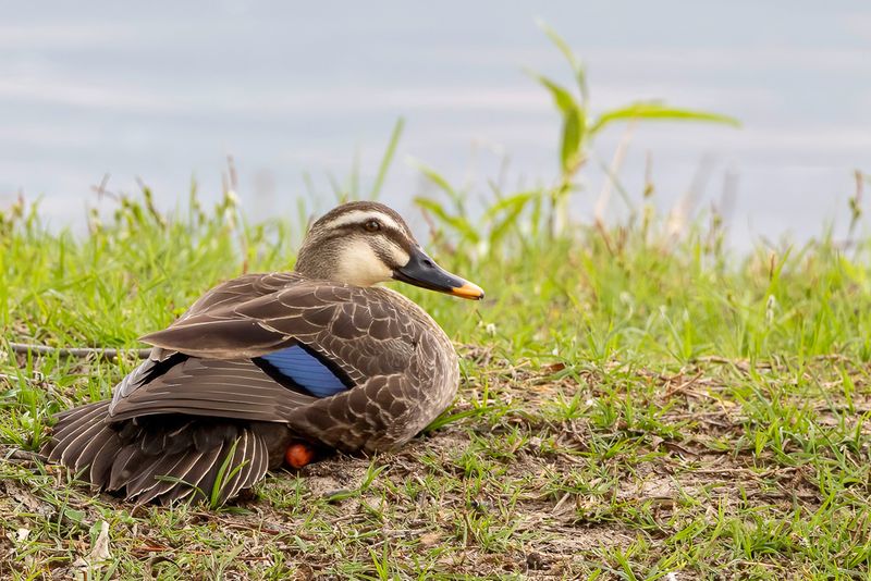 Eastern Spot-billed Duck