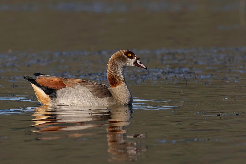 Egyptian Goose