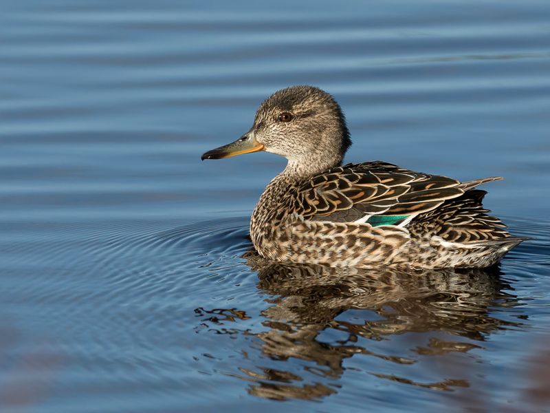 Green-winged Teal (f)