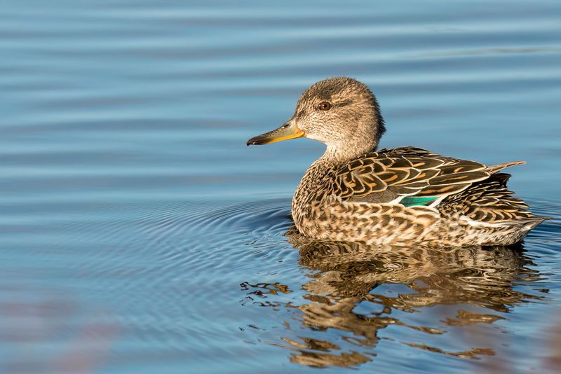 Green-winged Teal (f)