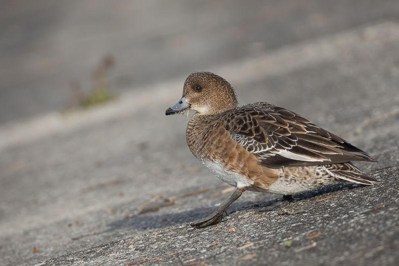 Eurasian Wigeon (f)