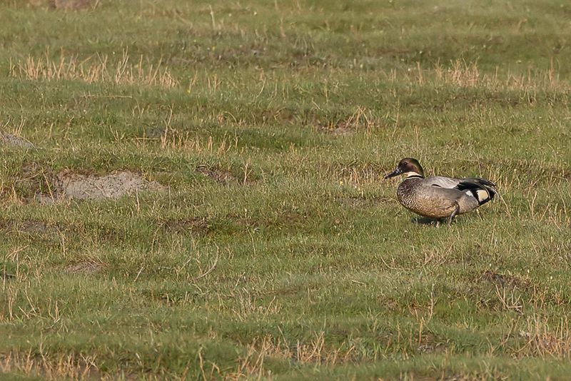 Falcated Duck (m)
