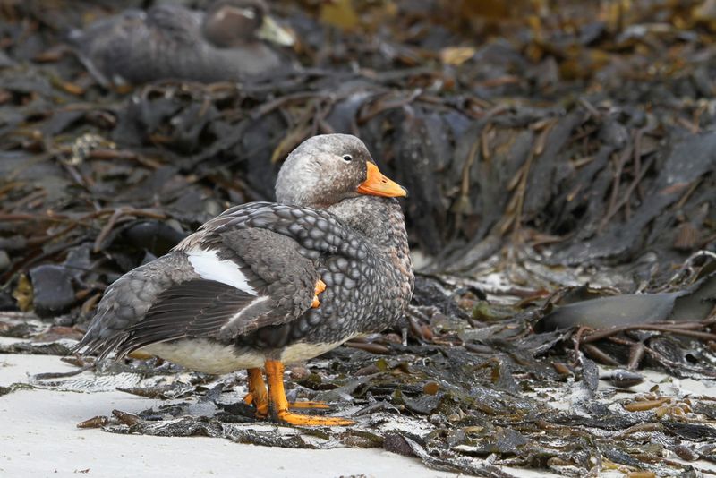 Falkland Steamer Duck