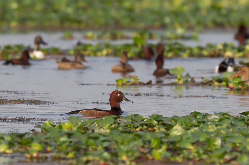 Ferruginous Duck