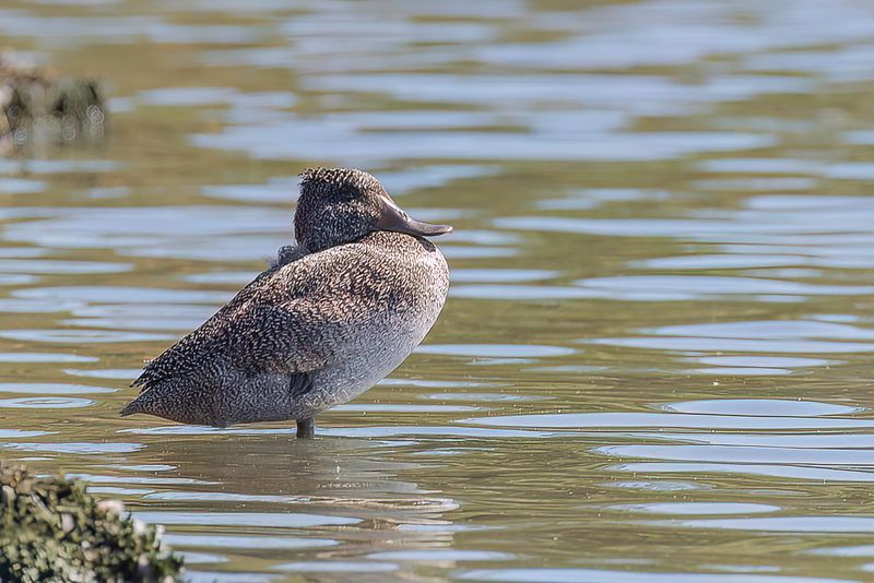 Freckled Duck