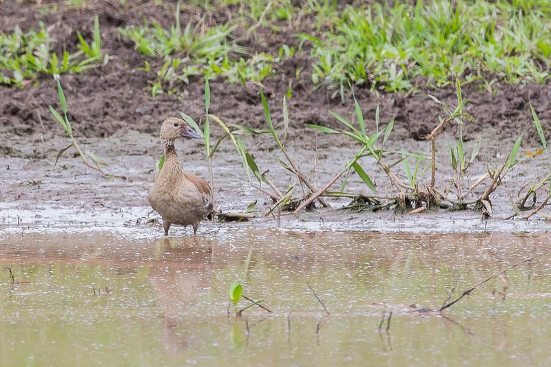 Fulvous Whistling Duck
