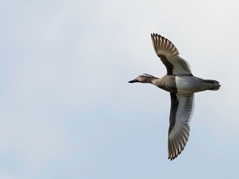 Garganey