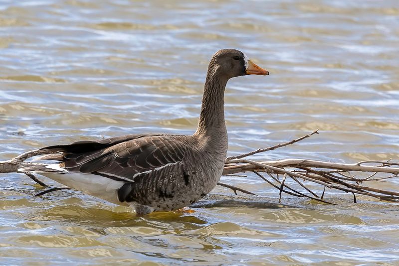 Greater White-fronted Goose