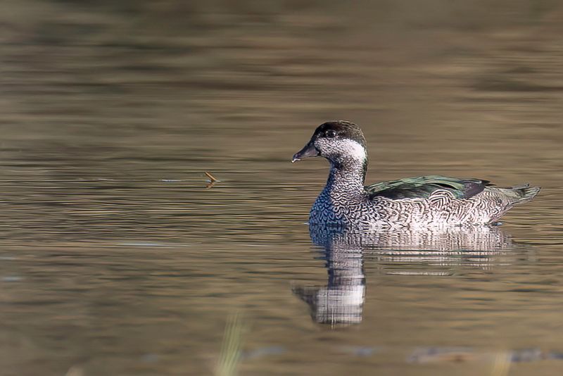 Green Pygmy Goose (f)
