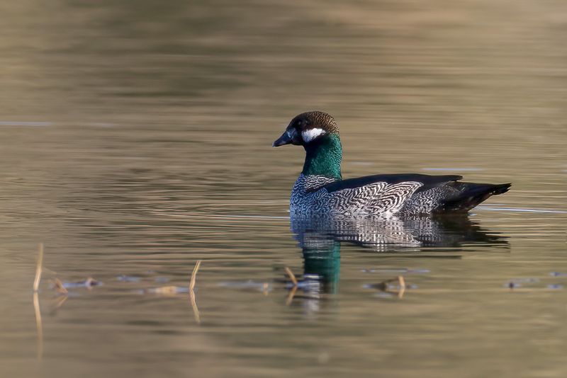 Green Pygmy Goose (m)