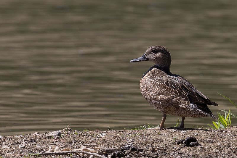 Green-winged Teal (f)