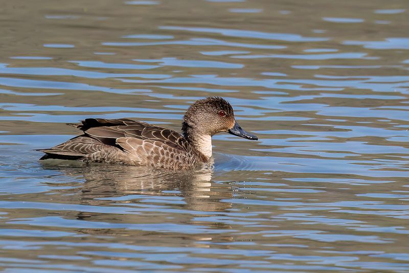 Grey Teal