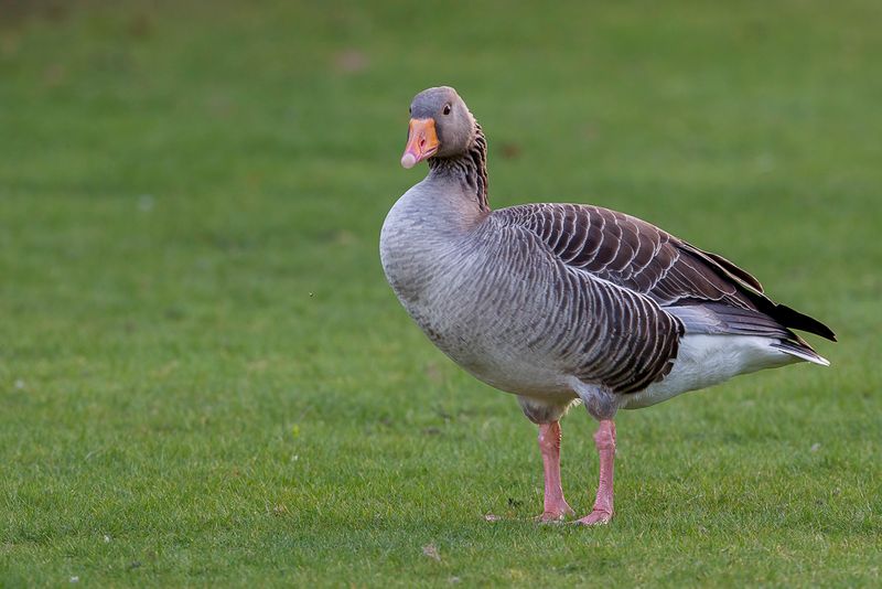 Greylag Goose