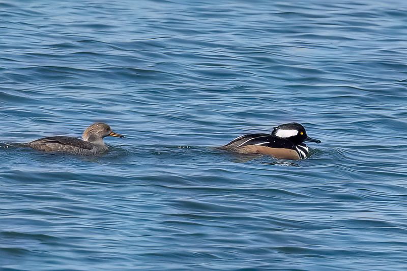 Hooded Merganser (m+f)