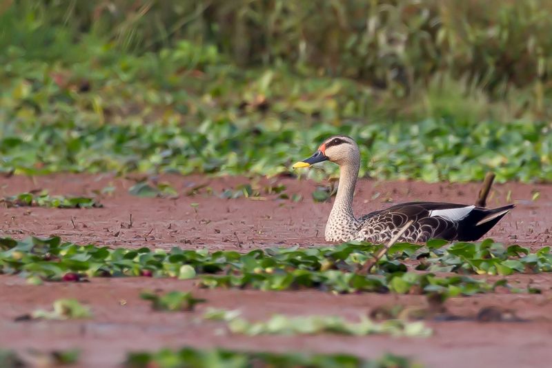 Indian Spot-billed Duck