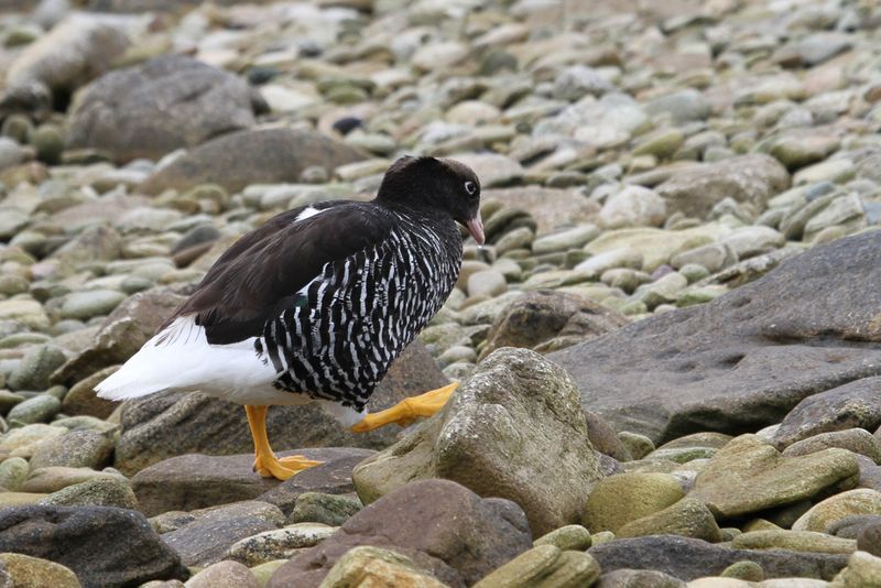 Kelp Goose (f)