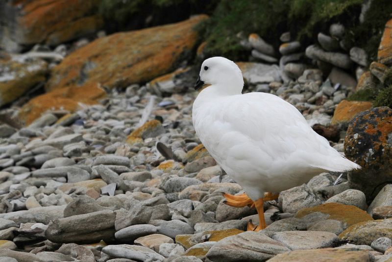 Kelp Goose (m)