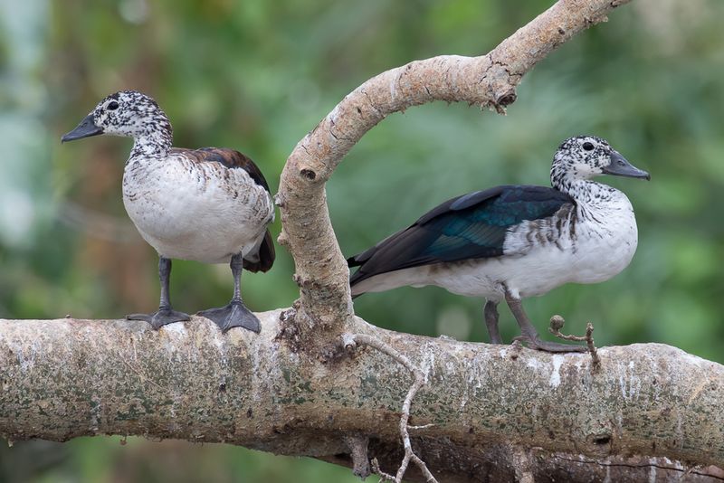 Knob-billed Duck (f)