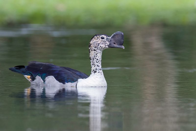 Knob-billed Duck (m)