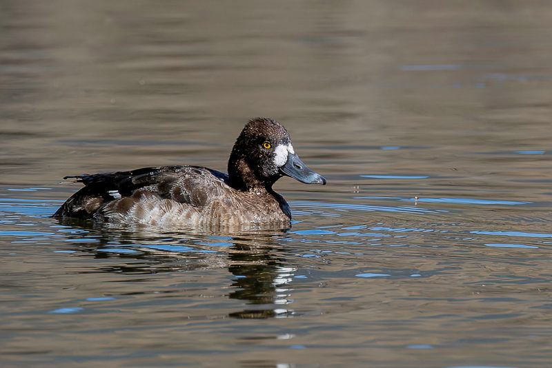 Lesser Scaup (f)