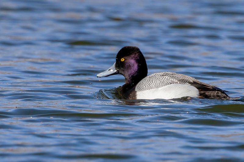 Lesser Scaup (m)
