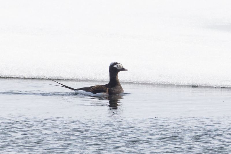 Long-tailed Duck