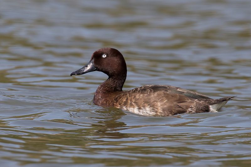 Madagascar Pochard (m)
