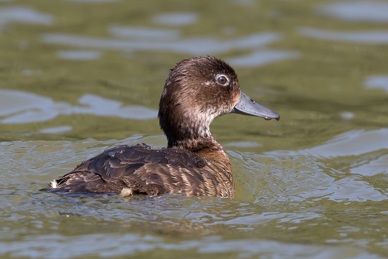 Madagascar Pochard (f)