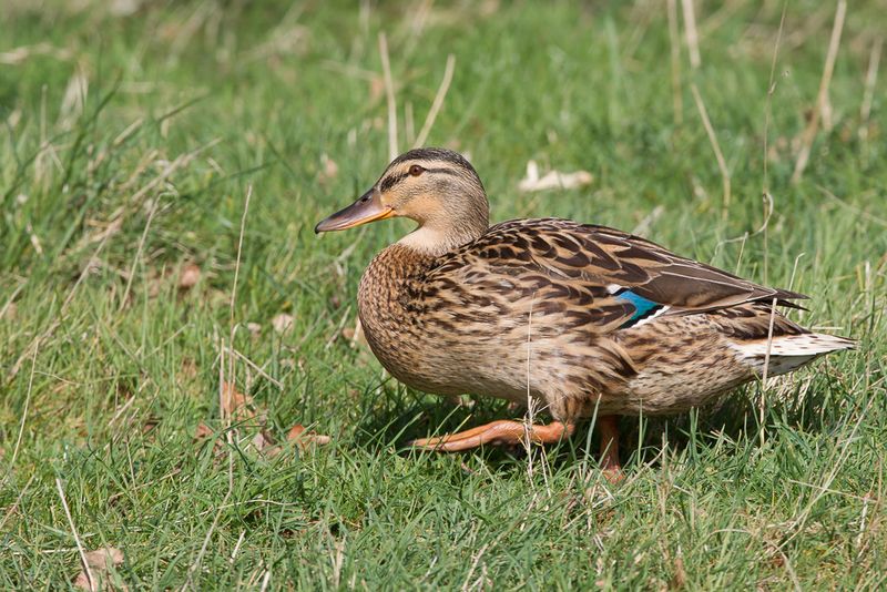 Mallard (f)