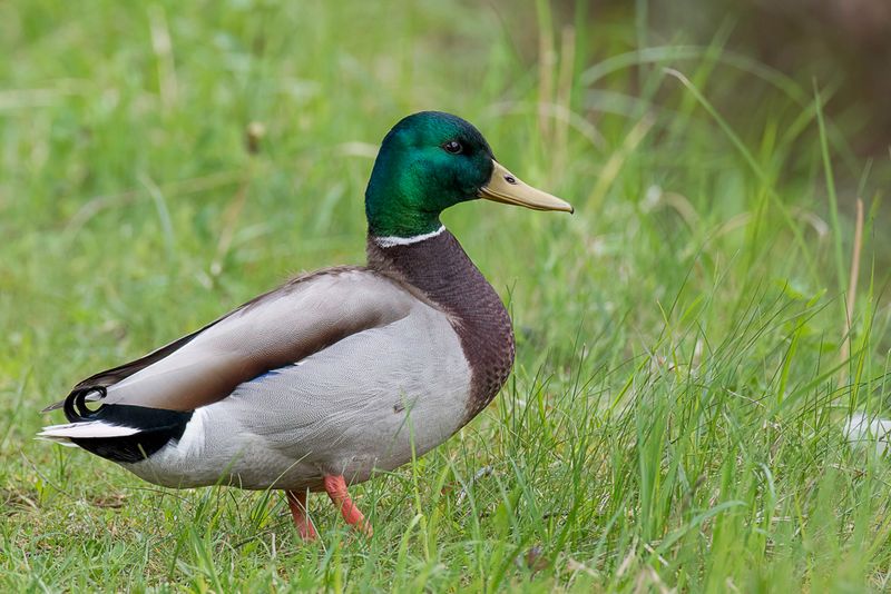 Mallard (m)