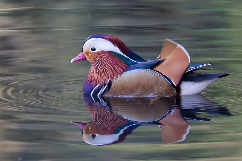 Mandarin Duck