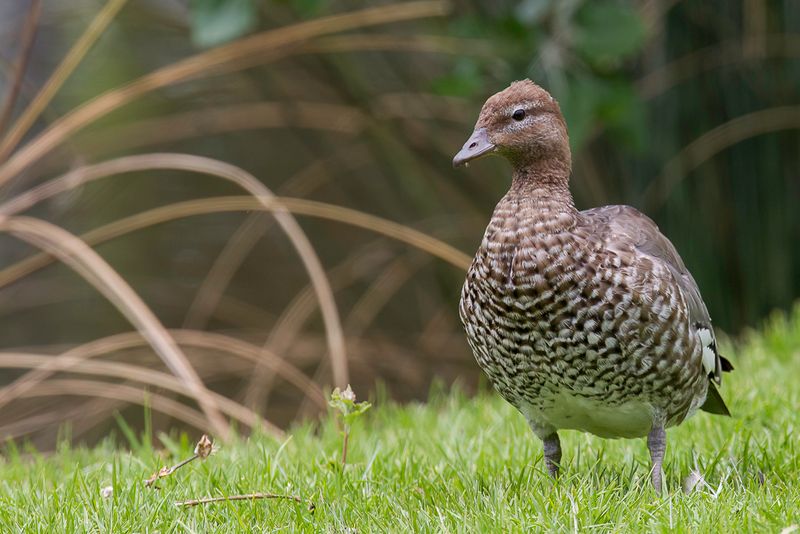 Maned Duck (f)