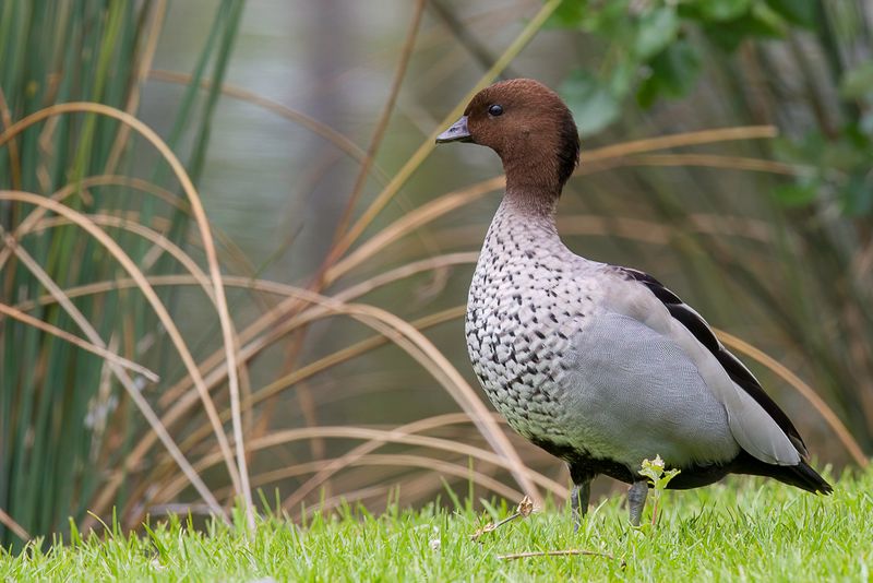 Maned Duck (m)