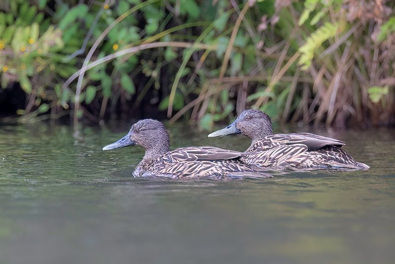 Meller's Duck