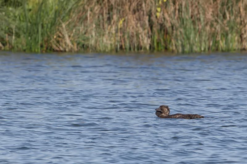 Musk Duck (m)
