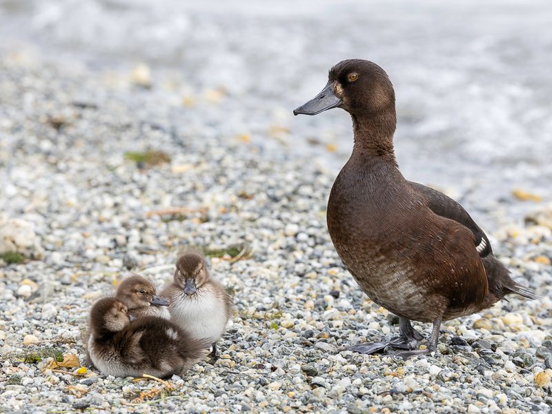 New Zealand Scaup (f)