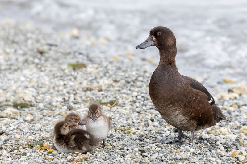 New Zealand Scaup (f)