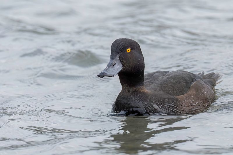 New Zealand Scaup (m)