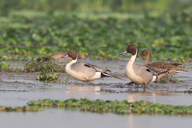 Northern Pintail (m+f)