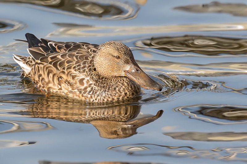 Northern Shoveler (f)