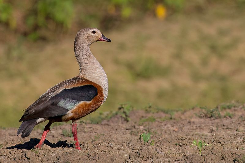 Orinoco Goose