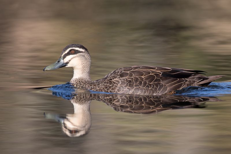 Pacific Black Duck