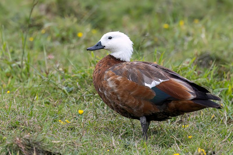 Paradise Shelduck (f)