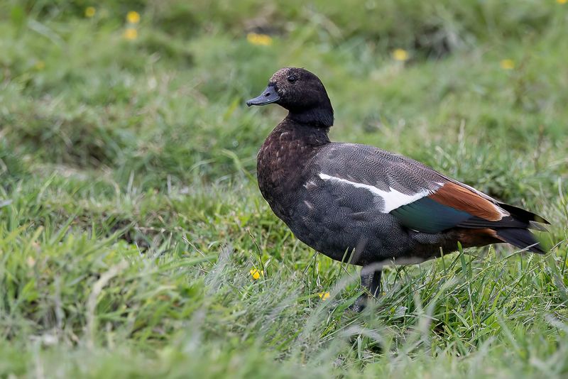 Paradise Shelduck (m)