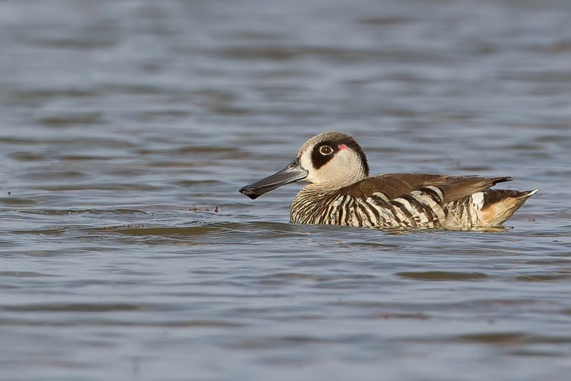 Pink-eared Duck