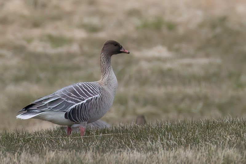 Pink-footed Goose