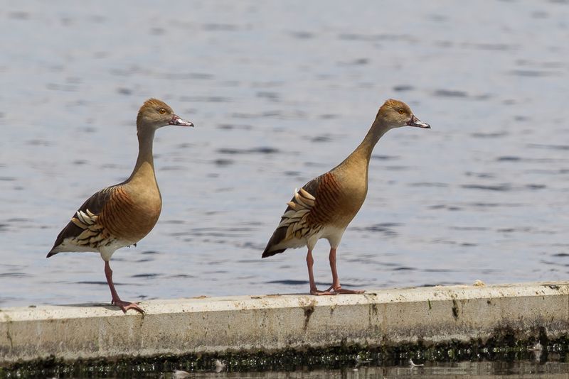Plumed Whistling Duck