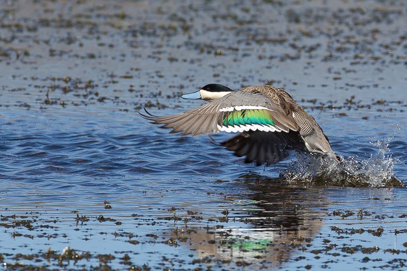 Puna Teal