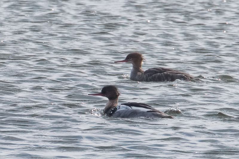 Red-breasted Merganser